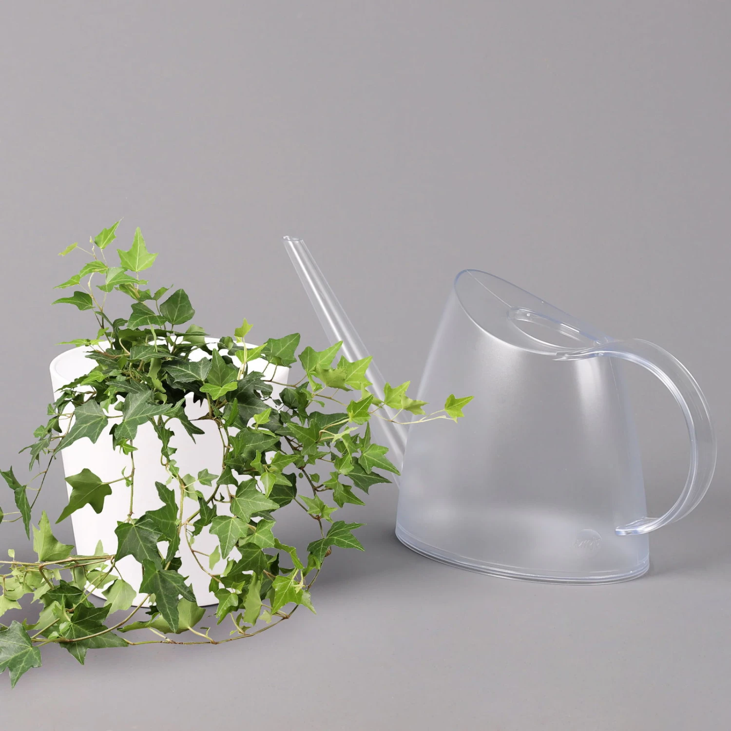 Hedera Helix In Keramiktopf Dallas Weiß, Topf-Ø 12/13 Cm, 2er-Set 6 Hedera Helix In Keramiktopf Dallas Weiß, Topf-Ø 12/13 Cm, 2er-Set – Bild 4