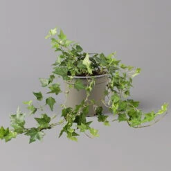 Efeu, Topf-Ø 12/13 Cm, 3er-Set -Pflanzen Geschäft 0220650276 Hedera gruen T12 13 3er Set 1 123949