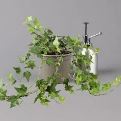 Efeu, Topf-Ø 12/13 Cm, 3er-Set -Pflanzen Geschäft 0220650276 Hedera gruen T12 13 3er Set 2 123948