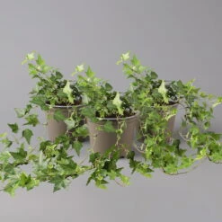 Efeu, Topf-Ø 12/13 Cm, 3er-Set -Pflanzen Geschäft 0220650276 Hedera gruen T12 13 3er Set t 123947