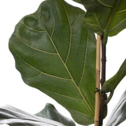 Geigenfeige, Topf-Ø 21 Cm, Höhe Ca. 80-100 Cm -Pflanzen Geschäft 0220750359 Ficus Lyrata ADP 21 24cmT H100cm 1