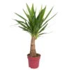 Palmlilie 'Maya Tree', Topf-Ø 21 Cm, Höhe Ca. 90 Cm 2 Palmlilie 'Maya Tree', Topf-Ø 21 Cm, Höhe Ca. 90 Cm -Pflanzen Geschäft 0220850012 Yucca eleph Maya Tree 21cm Topf Hoehe 90cm