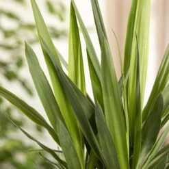 Palmlilie, Topf-Ø 27 Cm, Höhe Ca. 110 Cm -Pflanzen Geschäft 0220850134 Yucca auf Stamm verzweigt1