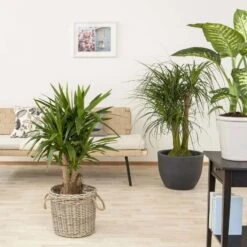 Palmlilie, Topf-Ø 27 Cm, Höhe Ca. 110 Cm -Pflanzen Geschäft 0220850158 Yucca eleph verzweigt