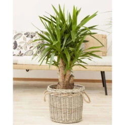 Palmlilie, Topf-Ø 27 Cm, Höhe Ca. 110 Cm -Pflanzen Geschäft 0220850158 Yucca eleph verzweigt1