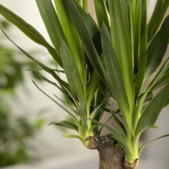 Palmlilie, Topf-Ø 27 Cm, Höhe Ca. 160 Cm -Pflanzen Geschäft 0220850207 Yucca eleph Yucca 3er Tuff1 1