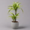 Duftender Drachenbaum 'Lemon Lime', Topf-Ø 17 Cm, 2er Tuff, Höhe Ca. 65 Cm -Pflanzen Geschäft 0221100047 Dracaena d Lemon Lime 17cm 1