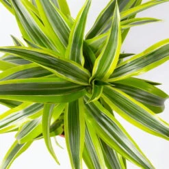 Duftender Drachenbaum 'Lemon Lime', Topf-Ø 17 Cm, 2er Tuff, Höhe Ca. 65 Cm -Pflanzen Geschäft 0221100047 Dracaena d Lemon Lime 17cm 2