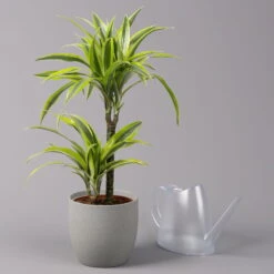 Duftender Drachenbaum 'Lemon Lime', Topf-Ø 17 Cm, 2er Tuff, Höhe Ca. 65 Cm -Pflanzen Geschäft 0221100047 Dracaena d Lemon Lime 17cm 3