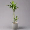 Duftender Drachenbaum 'Cintho', Topf-Ø 19 Cm, , Höhe Ca. 45 Cm -Pflanzen Geschäft 0221300007 Dracaena f Cintho 2er Tuff 19cm 1