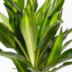 Duftender Drachenbaum 'Cintho', Topf-Ø 19 Cm, , Höhe Ca. 45 Cm -Pflanzen Geschäft 0221300007 Dracaena f Cintho 2er Tuff 19cm 2