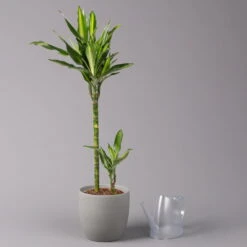 Duftender Drachenbaum 'Cintho', Topf-Ø 19 Cm, , Höhe Ca. 45 Cm -Pflanzen Geschäft 0221300007 Dracaena f Cintho 2er Tuff 19cm 3