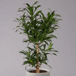 Drachenbaum, Karussell-Form, Topf-Ø 24 Cm, Höhe Ca. 90 Cm -Pflanzen Geschäft 0221400041 Dracaena reflexa Carroussell 24cm 2