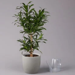 Drachenbaum, Karussell-Form, Topf-Ø 24 Cm, Höhe Ca. 90 Cm -Pflanzen Geschäft 0221400041 Dracaena reflexa Carroussell 24cm 3