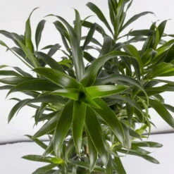 Drachenbaum, Karussell-Form, Topf-Ø 24 Cm, Höhe Ca. 90 Cm -Pflanzen Geschäft 0221400041 Dracaena reflexa Carroussell 24cm 4
