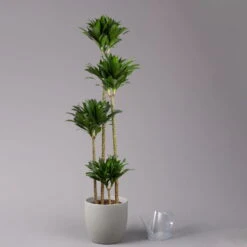 Duftender Drachenbaum 'Compacta', Topf-Ø 27 Cm, Höhe Ca. 160 Cm -Pflanzen Geschäft 0221500001 Dracaena fr compacta Tuff 27cm 3