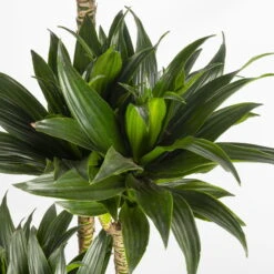 Duftender Drachenbaum 'Compacta', Topf-Ø 27 Cm, Höhe Ca. 160 Cm -Pflanzen Geschäft 0221500001 Dracaena fr compacta Tuff 27cm 4