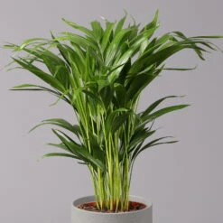 Goldfruchtpalme, Topf-Ø 17 Cm, Höhe Ca. 60 Cm -Pflanzen Geschäft 0222200003 Dypsis lutescens Areca 2