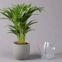 Goldfruchtpalme, Topf-Ø 17 Cm, Höhe Ca. 60 Cm -Pflanzen Geschäft 0222200003 Dypsis lutescens Areca 3