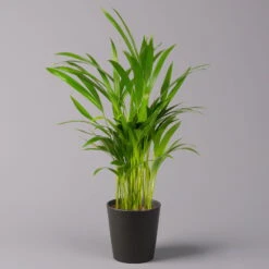 Pflanzen Geschäft -Pflanzen Geschäft 0222200027 Dypsis lutes Dallas anthrazit 3er Set 12
