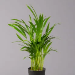 Goldfruchtpalme In Keramiktopf Anthrazit, Topf-Ø 13 Cm, H: Ca. 20-30 Cm, 3er-Set -Pflanzen Geschäft 0222200027 Dypsis lutes Dallas anthrazit 3er Set 22