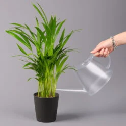 Goldfruchtpalme In Keramiktopf Anthrazit, Topf-Ø 13 Cm, H: Ca. 20-30 Cm, 3er-Set -Pflanzen Geschäft 0222200027 Dypsis lutes Dallas anthrazit 3er Set 32