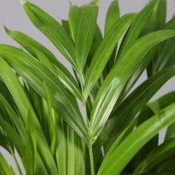 Goldfruchtpalme In Keramiktopf Anthrazit, Topf-Ø 13 Cm, H: Ca. 20-30 Cm, 3er-Set -Pflanzen Geschäft 0222200027 Dypsis lutes Dallas anthrazit 3er Set 42