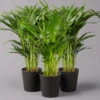 Goldfruchtpalme In Keramiktopf Anthrazit, Topf-Ø 13 Cm, H: Ca. 20-30 Cm, 3er-Set -Pflanzen Geschäft 0222200027 Dypsis lutes Dallas anthrazit 3er Set2