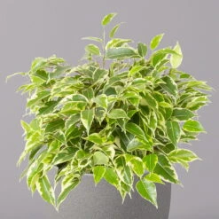 Birkenfeige 'Kinky', Topf-Ø 12 Cm, Höhe Ca. 25 Cm, 3er-Set -Pflanzen Geschäft 0223100073 Ficus benj Kinky T12 3er Set 32