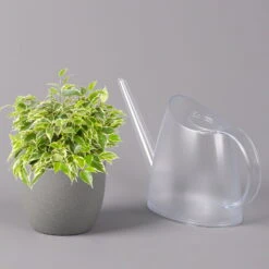 Birkenfeige 'Kinky', Topf-Ø 12 Cm, Höhe Ca. 25 Cm, 3er-Set -Pflanzen Geschäft 0223100073 Ficus benj Kinky T12 3er Set 42