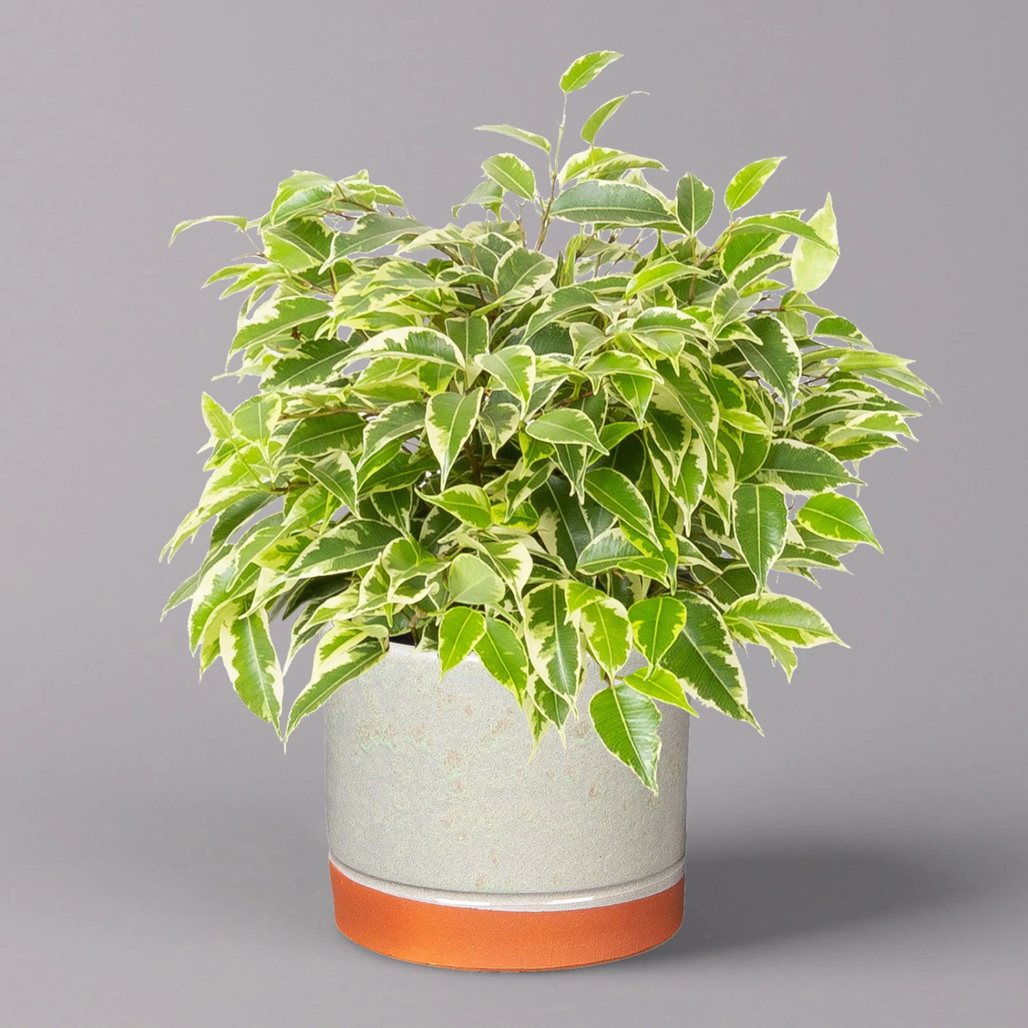 Birkenfeige 'Kinky' In Keramiktopf Lauren Grün, Topf-Ø 12 Cm, Höhe Ca. 26 Cm 3 Birkenfeige 'Kinky' In Keramiktopf Lauren Grün, Topf-Ø 12 Cm, Höhe Ca. 26 Cm