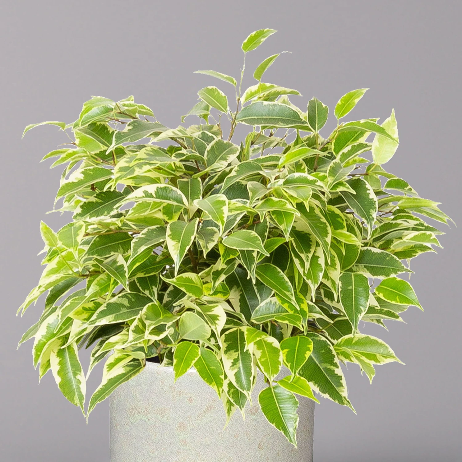 Birkenfeige 'Kinky' In Keramiktopf Lauren Grün, Topf-Ø 12 Cm, Höhe Ca. 26 Cm 4 Birkenfeige 'Kinky' In Keramiktopf Lauren Grün, Topf-Ø 12 Cm, Höhe Ca. 26 Cm – Bild 2