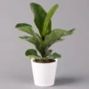Geigenfeige 'Bambino', Topf-Ø 12 Cm, Mit Übertopf Dallas Weiß, Höhe Ca.30 Cm -Pflanzen Geschäft 0223300043 Ficus lyr Bambino im Topf Dallas weiss 1