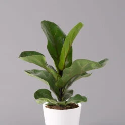 Geigenfeige 'Bambino', Topf-Ø 12 Cm, Mit Übertopf Dallas Weiß, Höhe Ca.30 Cm -Pflanzen Geschäft 0223300043 Ficus lyr Bambino im Topf Dallas weiss 2