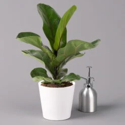 Geigenfeige 'Bambino', Topf-Ø 12 Cm, Mit Übertopf Dallas Weiß, Höhe Ca.30 Cm -Pflanzen Geschäft 0223300043 Ficus lyr Bambino im Topf Dallas weiss 3