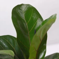 Geigenfeige 'Bambino', Topf-Ø 12 Cm, Mit Übertopf Dallas Weiß, Höhe Ca.30 Cm -Pflanzen Geschäft 0223300043 Ficus lyr Bambino im Topf Dallas weiss 4