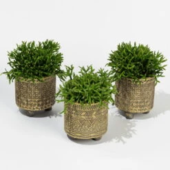 Rhipsalis In Dekotopf 'Binti', Topf-Ø 6 Cm, 3er-Set