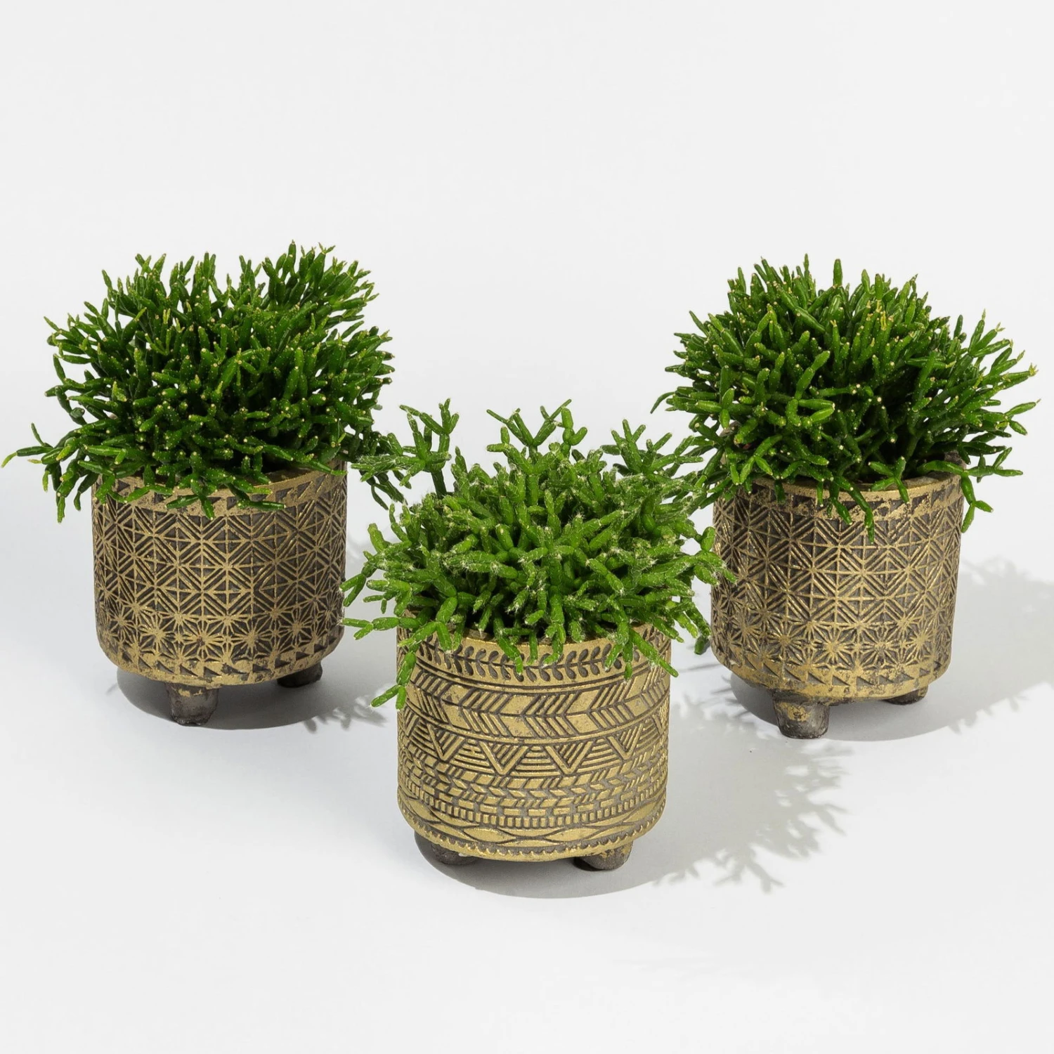 Rhipsalis In Dekotopf 'Binti', Topf-Ø 6 Cm, 3er-Set 3 Rhipsalis In Dekotopf 'Binti', Topf-Ø 6 Cm, 3er-Set