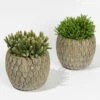 Rhipsalis In Dekotopf 'Marrakesh', Topf-Ø 9 Cm, 2er-Set -Pflanzen Geschäft 0225200558 Rhipsalis Marrakesh
