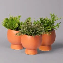 Mini-Korallenkaktus Im Dekotopf 'Scandic Terracotta', Topf-Ø 6 Cm, 3er-Set