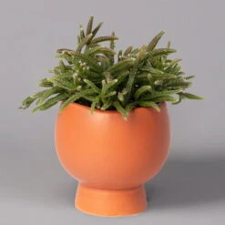 Mini-Korallenkaktus Im Dekotopf 'Scandic Terracotta', Topf-Ø 6 Cm, 3er-Set -Pflanzen Geschäft 0225200735 Rhipsalis Set in Topf Scandic terracot 3er Set 2