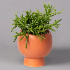 Mini-Korallenkaktus Im Dekotopf 'Scandic Terracotta', Topf-Ø 6 Cm, 3er-Set -Pflanzen Geschäft 0225200735 Rhipsalis Set in Topf Scandic terracot 3er Set 4