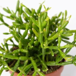 Mini-Korallenkaktus Im Dekotopf 'Scandic Terracotta', Topf-Ø 6 Cm, 3er-Set -Pflanzen Geschäft 0225200738 Rhipsalis Set in Topf Glazed Pink 3er Set 6