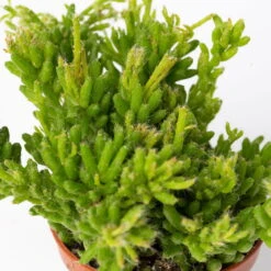 Mini-Korallenkaktus Im Dekotopf 'Scandic Terracotta', Topf-Ø 6 Cm, 3er-Set -Pflanzen Geschäft 0225200738 Rhipsalis Set in Topf Glazed Pink 3er Set 7