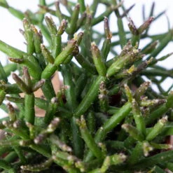 Korallenkaktus Im Dekotopf 'Viking Terracotta', In Sorten, Topf-Ø 9 Cm, 2er-Set 11 Korallenkaktus Im Dekotopf 'Viking Terracotta', In Sorten, Topf-Ø 9 Cm, 2er-Set -Pflanzen Geschäft 0225200740 Rhipsalis Set in Topf Scandic nude 2er Set 4