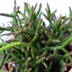 Korallenkaktus Im Dekotopf 'Viking Terracotta', In Sorten, Topf-Ø 9 Cm, 2er-Set 13 Korallenkaktus Im Dekotopf 'Viking Terracotta', In Sorten, Topf-Ø 9 Cm, 2er-Set -Pflanzen Geschäft 0225200740 Rhipsalis Set in Topf Scandic nude 2er Set 5