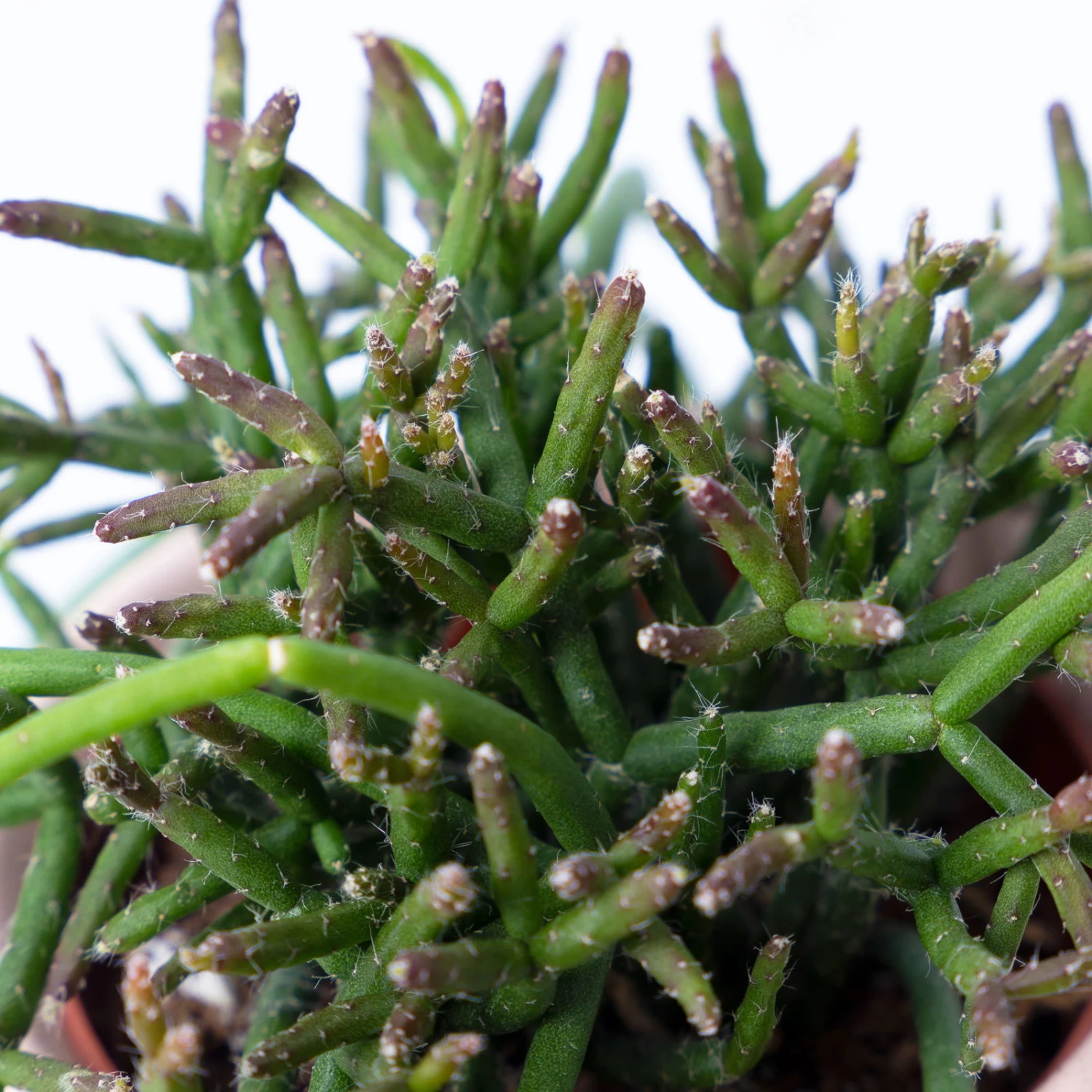 Korallenkaktus Im Dekotopf 'Viking Terracotta', In Sorten, Topf-Ø 9 Cm, 2er-Set 7 Korallenkaktus Im Dekotopf 'Viking Terracotta', In Sorten, Topf-Ø 9 Cm, 2er-Set – Bild 5