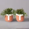 Korallenkaktus Im Dekotopf 'Viking Terracotta', In Sorten, Topf-Ø 9 Cm, 2er-Set