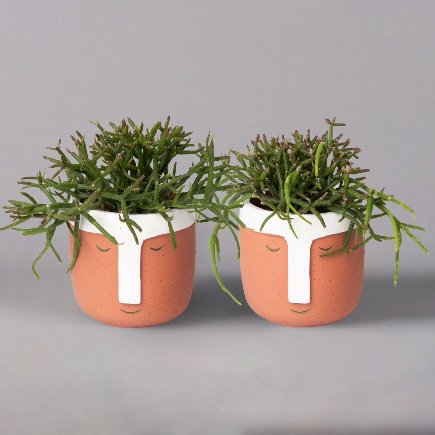 Korallenkaktus Im Dekotopf 'Viking Terracotta', In Sorten, Topf-Ø 9 Cm, 2er-Set 3 Korallenkaktus Im Dekotopf 'Viking Terracotta', In Sorten, Topf-Ø 9 Cm, 2er-Set