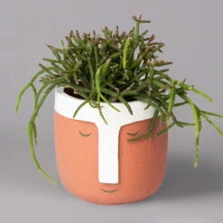 Korallenkaktus Im Dekotopf 'Viking Terracotta', In Sorten, Topf-Ø 9 Cm, 2er-Set 12 Korallenkaktus Im Dekotopf 'Viking Terracotta', In Sorten, Topf-Ø 9 Cm, 2er-Set -Pflanzen Geschäft 0225200744 Rhipsalis Set in Topf Viking terracotta 2er Set 2